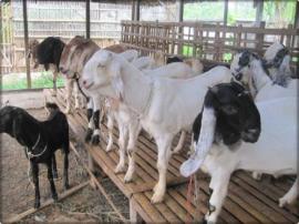 Mahasiswa KKN PPM UGM 2016 Laksanakan Sensus Kambing di 16 Padukuhan Desa Tileng