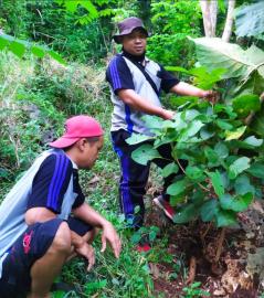 Penemuan Pohon Ploso & Mloko Merupakan Sejarah Baru di Tileng